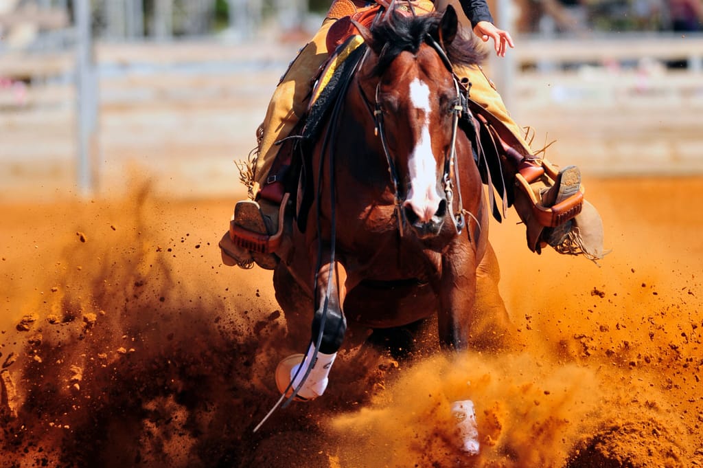 Steamboat Springs Rodeo Cowboy Cowgirl